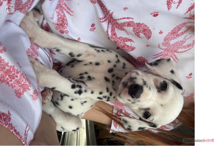 Cachorra Dalmata  Puerto Rico