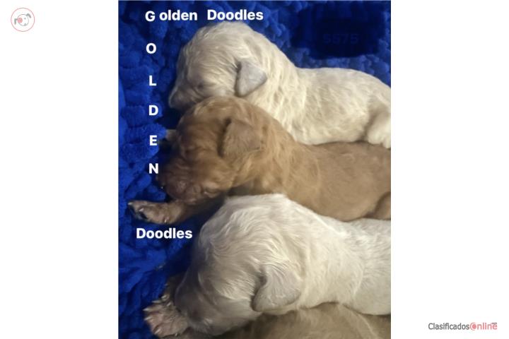 Hermosos Golden doodles nenes  Puerto Rico
