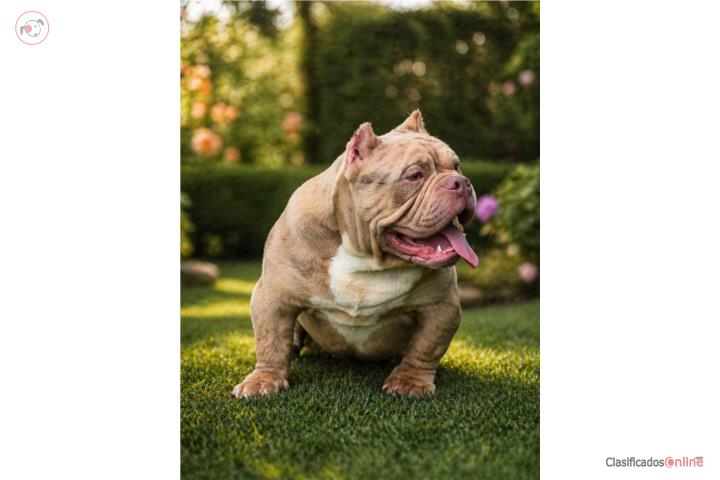 American bully Puerto Rico