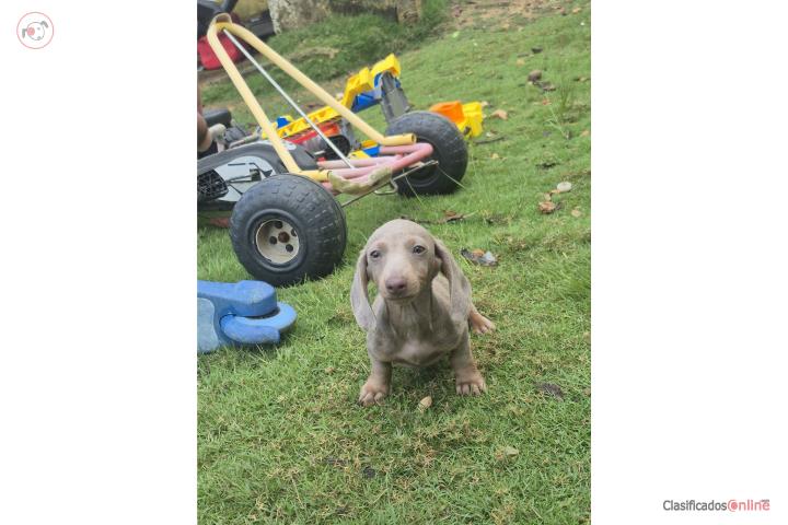 Salchichas dachshund mini Puerto Rico