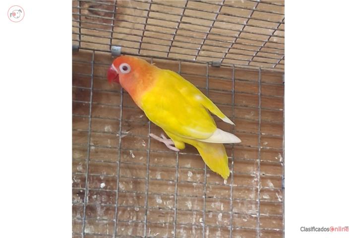 Lovebir ojo rojo macho no ADN Puerto Rico