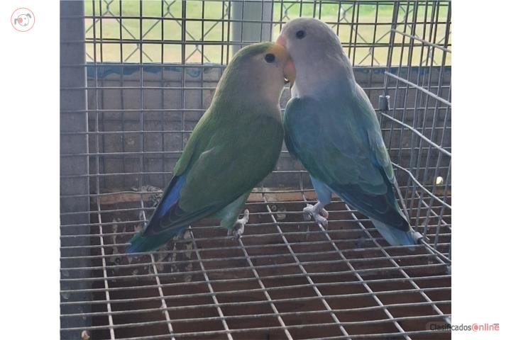 Pareja de lovebir ready Puerto Rico