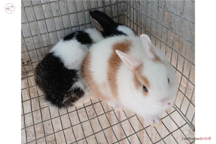 Conejitos tamaño pequeños Puerto Rico