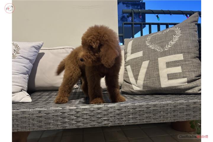 Hermosos Goldendoodle Red Puerto Rico
