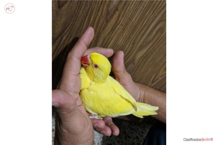 Ringneck amarilo lutino  Puerto Rico