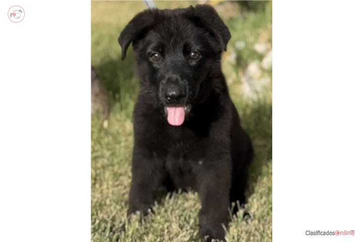 Black German Shepherd AKC Puerto Rico