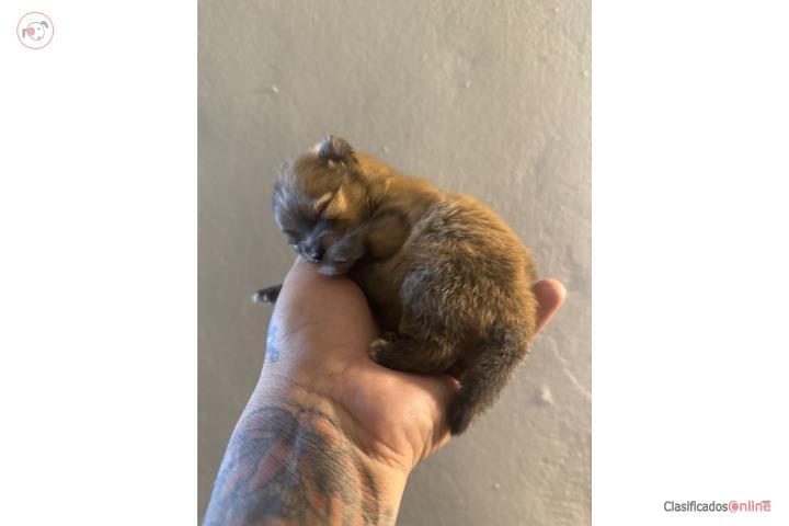 Pomerania  Puerto Rico