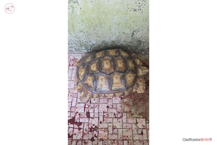 Tortuga  Puerto Rico