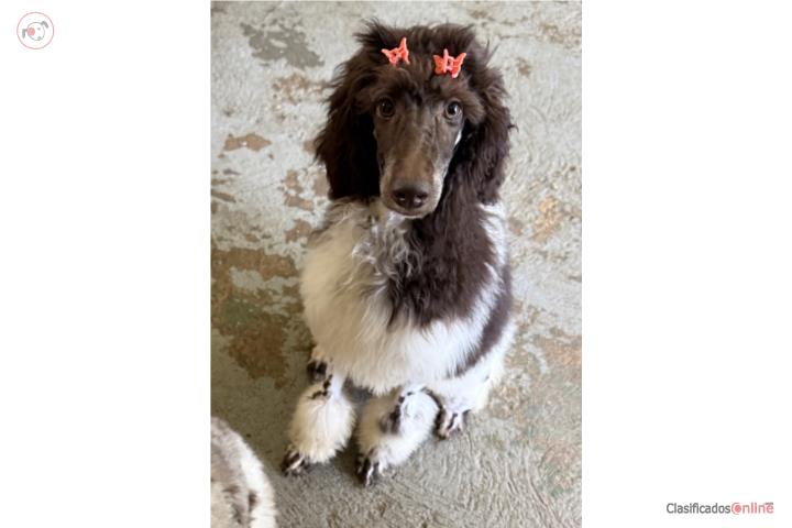 Golden doodle standar 500 Puerto Rico