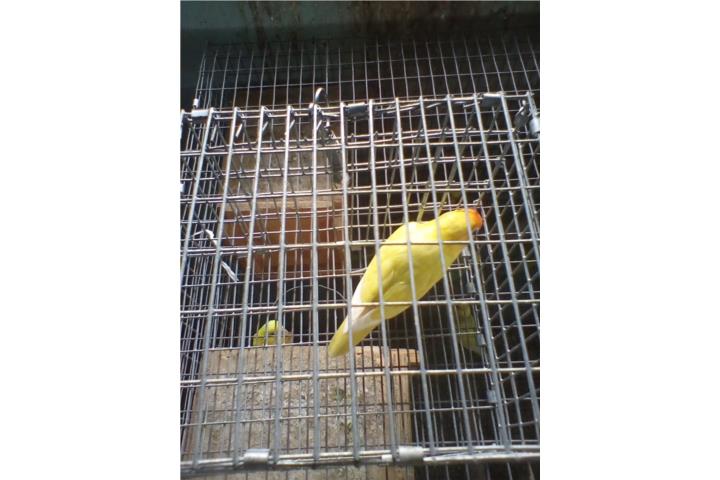 LOVEBIRD ANILLADO FISCHER YELLOW MACHO ADULTO Puerto Rico