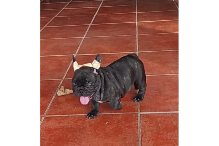 French Bulldog Puerto Rico