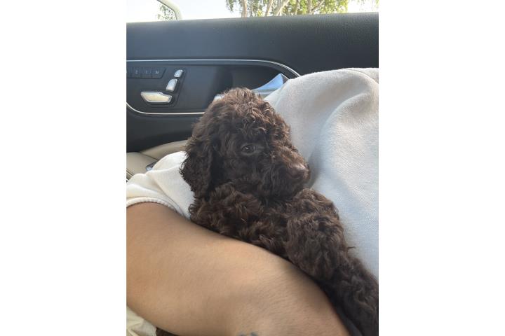 Standards Poodles  Puerto Rico