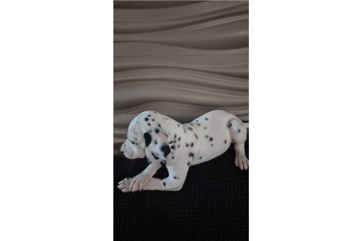 Hermosa Dalmata Puerto Rico