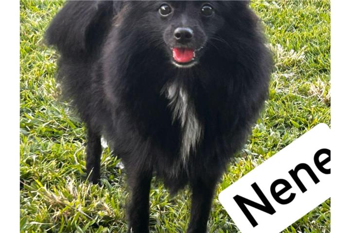 Preciosos Pomeranian  Puerto Rico