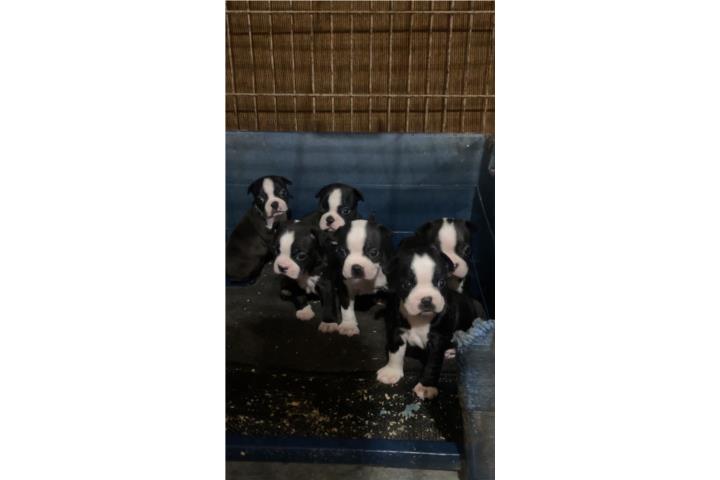 Boston terrier machos en venta hermosos  Puerto Rico