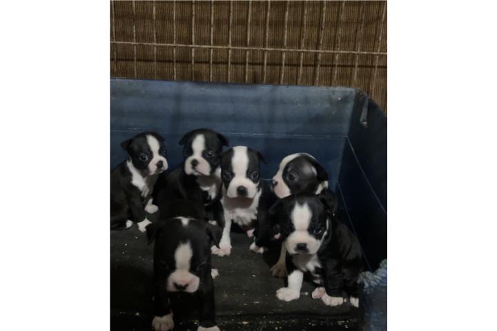 Boston terrier nenas en venta hermosas  Puerto Rico