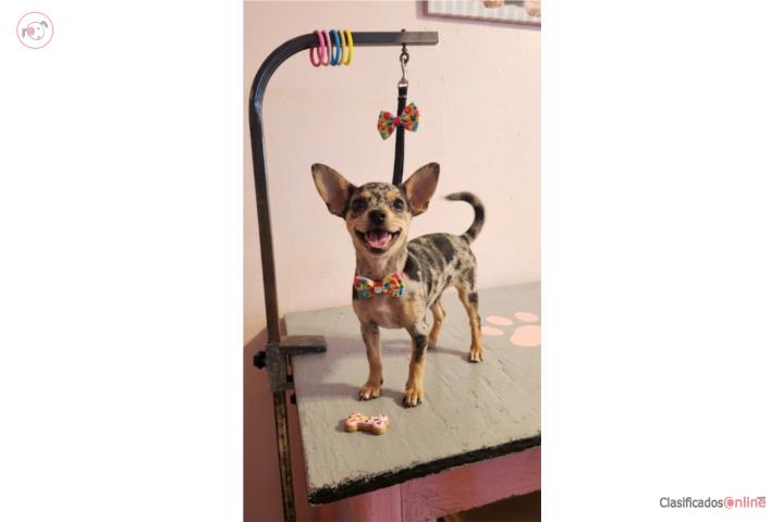 Chihuahua hembra merle Puerto Rico