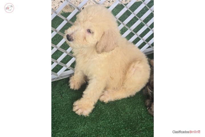 GOLDENDOODLE STANDARD  Puerto Rico