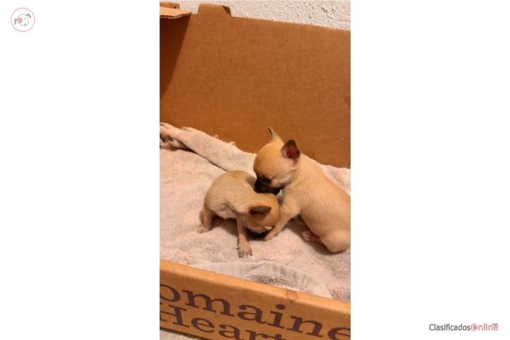 Chihuahua Puerto Rico