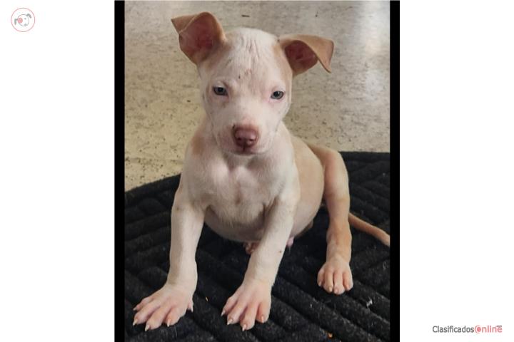 Pitbull  Puerto Rico
