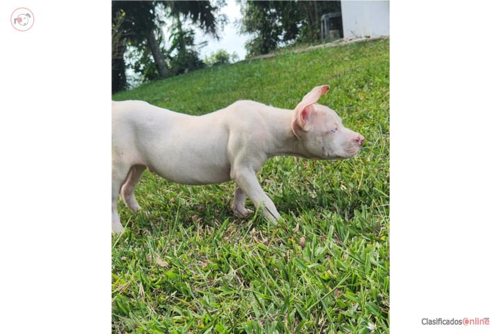 Pitbull  Puerto Rico