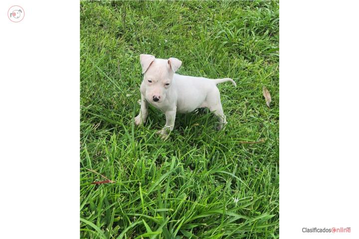 Pitbull  Puerto Rico