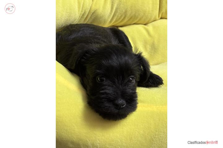 Mini Schnauzer Puppies Puerto Rico