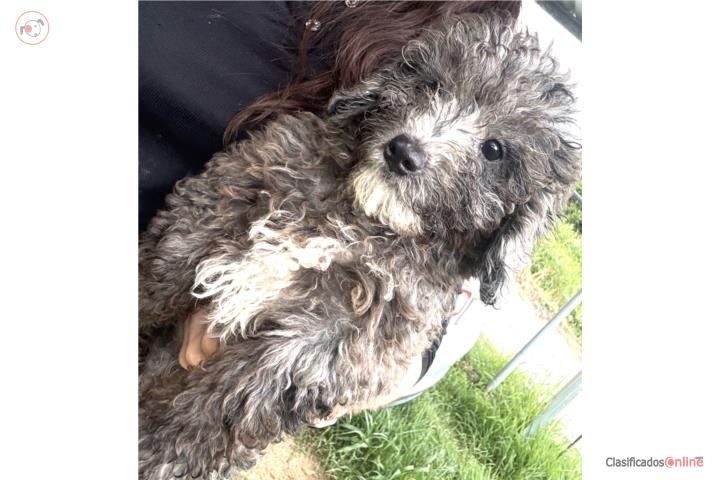 Mini Bernedoodle Hembra Gris (papá poodle)  Puerto Rico
