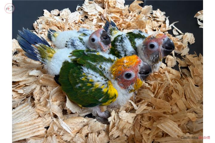 Sun Conure Bebé Puerto Rico