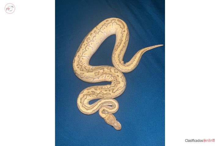 Od pinstripe butter Puerto Rico