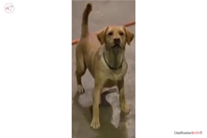 Preciosa Labrador de un año en venta  Puerto Rico
