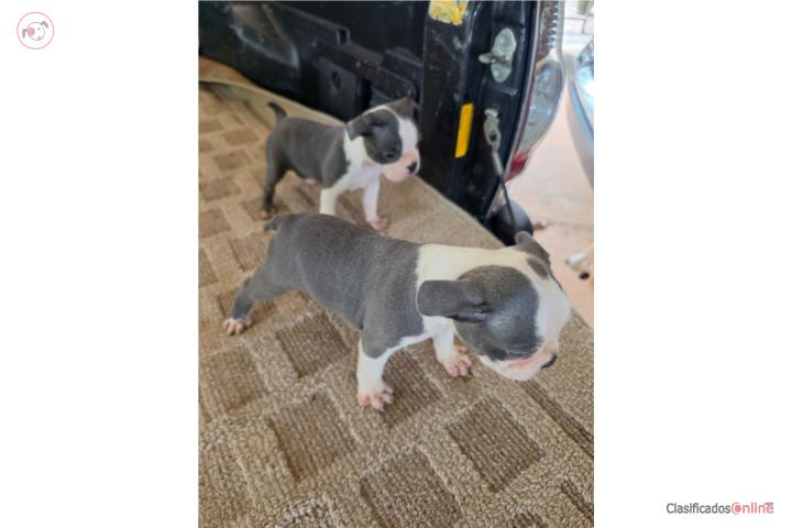 Boston terriers blue Puerto Rico