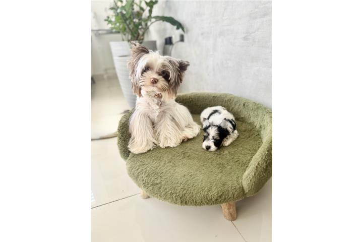 Hermoso Yorkie nene parti color Puerto Rico
