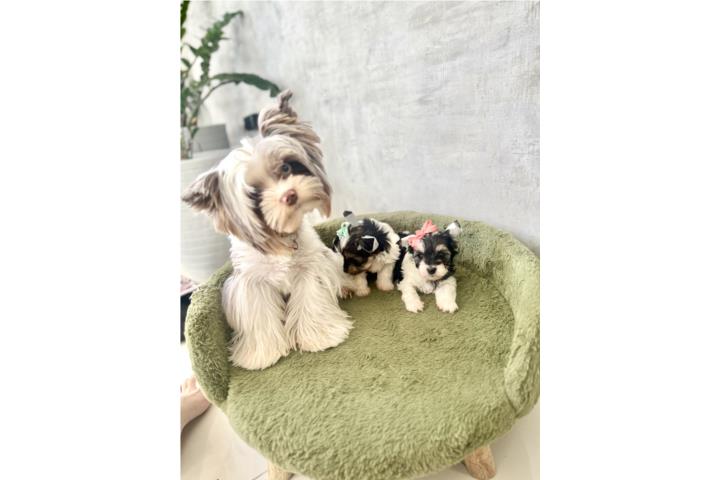 Hermosa Yorkie nena parti color con papeles Puerto Rico