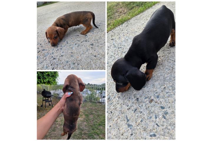 Mini dachshund  ?? Puerto Rico