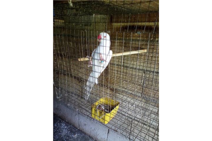 RINGNECK ALBINO ADULTO VENDO O CAMBIO,LEA  Puerto Rico