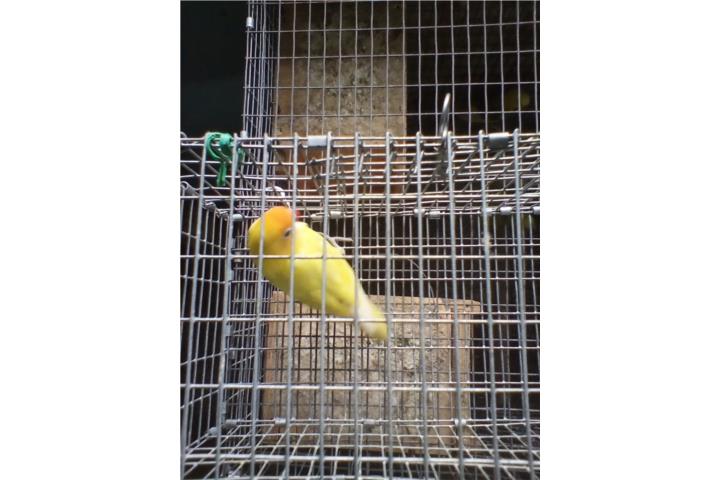 LOVEBIRD ANILLADO YELLOW MACHO ADULTO Puerto Rico