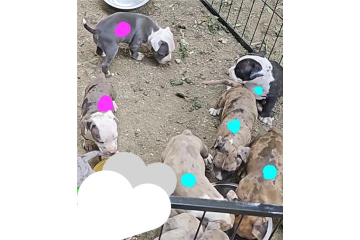 American pitbull merles Puerto Rico