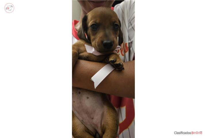 Dachshund hermosos 450 Puerto Rico