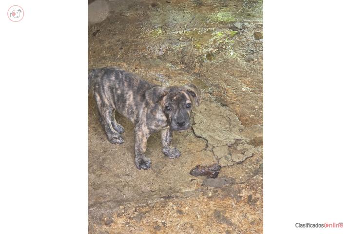 Presa canario nacieron el 21 de marzo  Puerto Rico