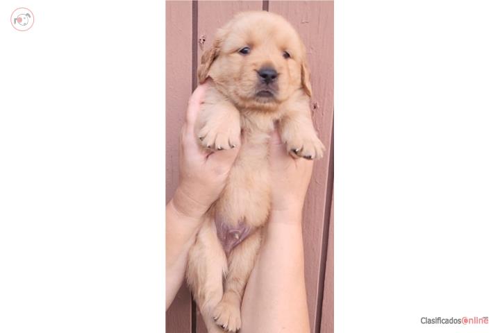 Golden Retreiver. Papeles AKC