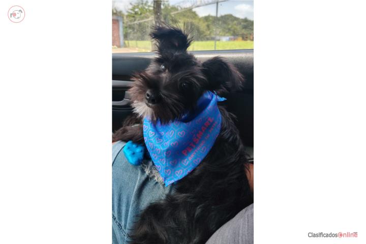 Schnauzer puppy  Puerto Rico