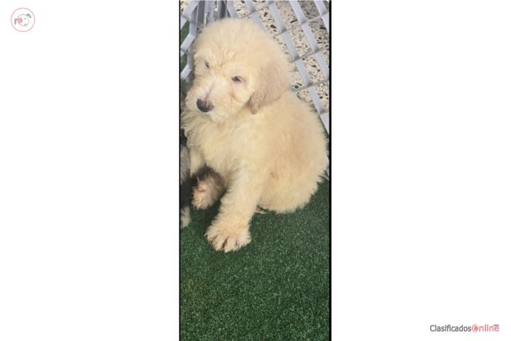 GOLDENDOODLE STANDARD  Puerto Rico