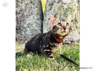 Bengals Cats Saulian