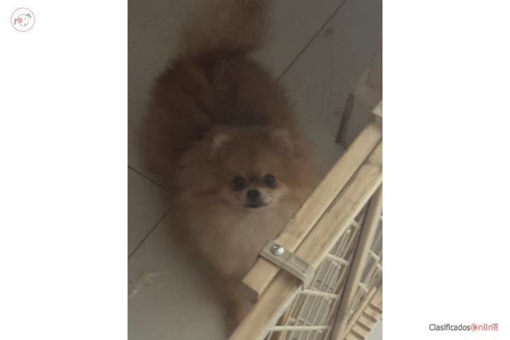 POMERANIAN AKC HEMBRA  LÍNEA COREANA  Puerto Rico