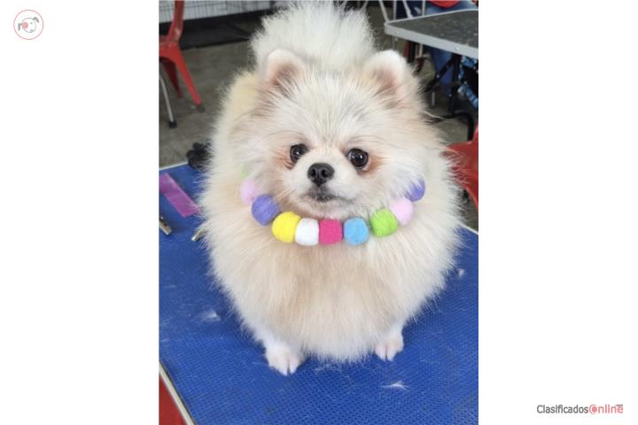 Pomeranian Línea Coreana Hembra  Puerto Rico