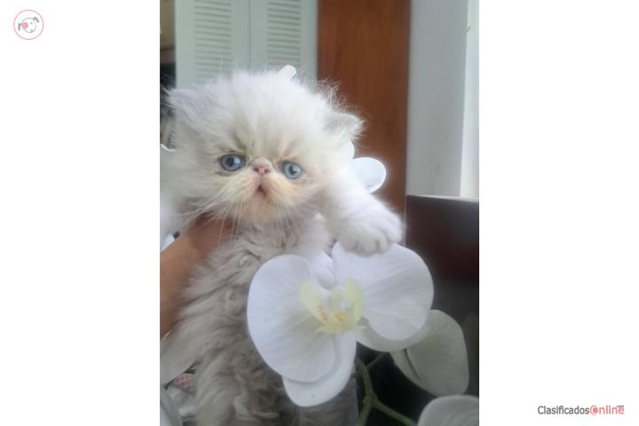 Gato persa bebe  Puerto Rico