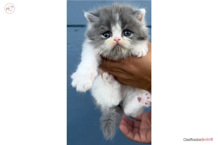 Gatito persa bello Puerto Rico