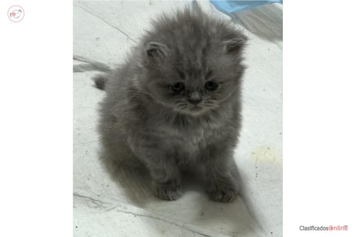 Gatito persa gris completo Puerto Rico