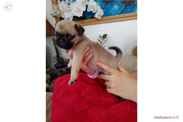 Preciosa ?? perros Pug Puerto Rico